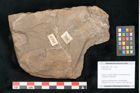 Foto (Objekt + Etikett) von Cyclocarpus sp.  (NHMW-GEO-2024-0188-11156)